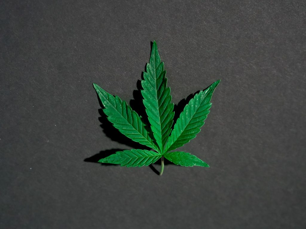 Photo of Cannabis Leaves on Dark Background