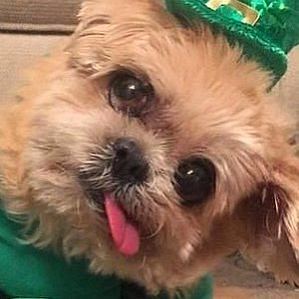 Marnie The Dog profile photo